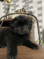 d'vorah, a  Chow Chow for sale in Merced, CA – 2 of 2