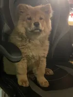 Roxy , a female Chow Chow for sale in Merced, CA – 2 of 7