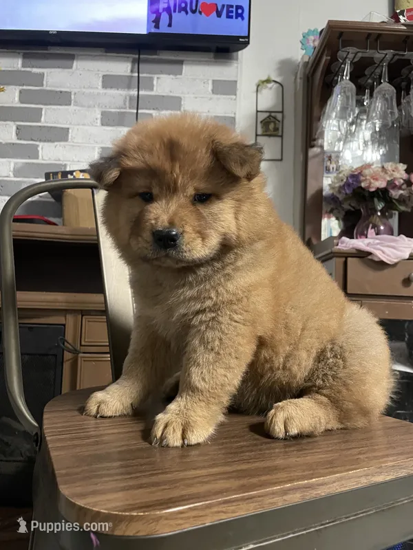“Baby “ dirty dancing  – Chow Chow puppy for sale in Merced, CA