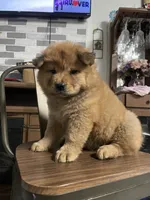 “Baby “ dirty dancing , a female Chow Chow for sale in Merced, CA – 1 of 5
