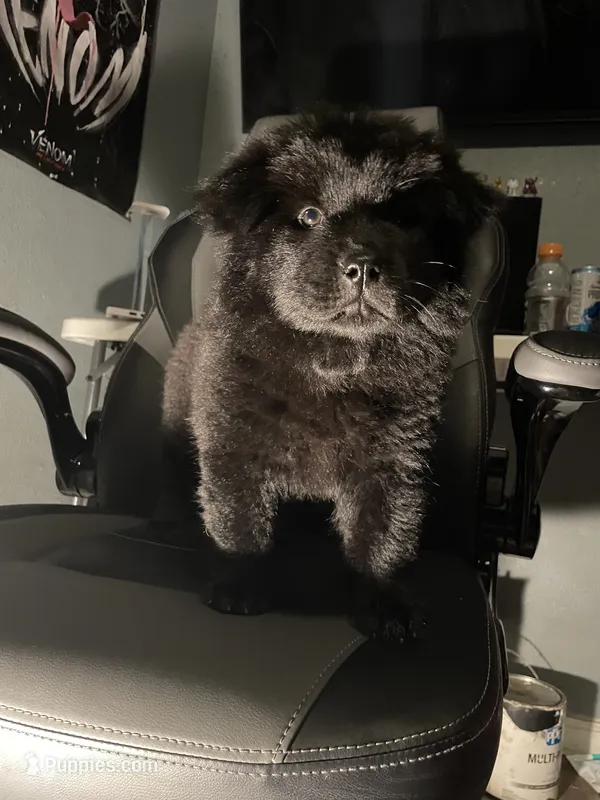 d'vorah – Chow Chow puppy for sale in Merced, CA