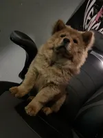Aurrora , a female Chow Chow for sale in Merced, CA – 3 of 8