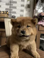 Roxy , a female Chow Chow for sale in Merced, CA – 1 of 3