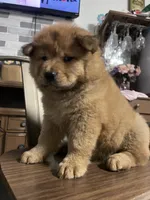 “Baby “ dirty dancing , a female Chow Chow for sale in Merced, CA – 2 of 5