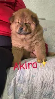 Akira , a female Chow Chow for sale in Merced, CA – Photo 4 of 7