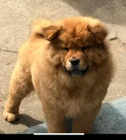 Akira , a female Chow Chow for sale in Merced, CA – Photo 1 of 7