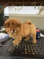 Akira , a female Chow Chow for sale in Merced, CA – Photo 6 of 7