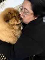 Akira , a female Chow Chow for sale in Merced, CA – Photo 5 of 7