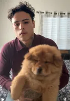 Akira , a female Chow Chow for sale in Merced, CA – Photo 3 of 7