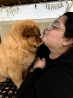 Akira , a female Chow Chow for sale in Merced, CA – Photo 2 of 7