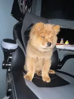 Roxy , a female Chow Chow for sale in Merced, CA – 3 of 7