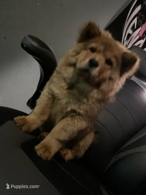 Aurrora  – Chow Chow puppy for sale in Merced, CA