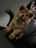 Aurrora , a female Chow Chow for sale in Merced, CA – 1 of 8