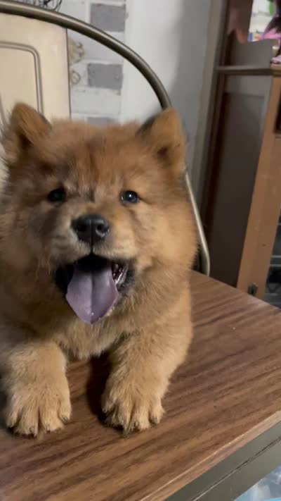 Roxy , a female Chow Chow for sale in Merced, CA – 3 of 3
