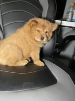Aurrora , a female Chow Chow for sale in Merced, CA – 7 of 8