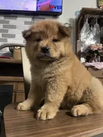 “Baby “ dirty dancing , a female Chow Chow for sale in Merced, CA – 3 of 5