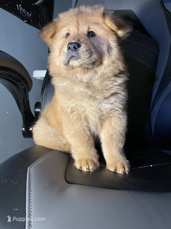 “Baby “ dirty dancing  – Chow Chow puppy for sale in Merced, CA