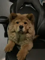 Aurrora , a female Chow Chow for sale in Merced, CA – 4 of 8