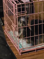 Mattie, a female Yorkshire Terrier for sale in Monroe, LA – 4 of 7