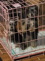 Mattie, a female Yorkshire Terrier for sale in Monroe, LA – 3 of 7