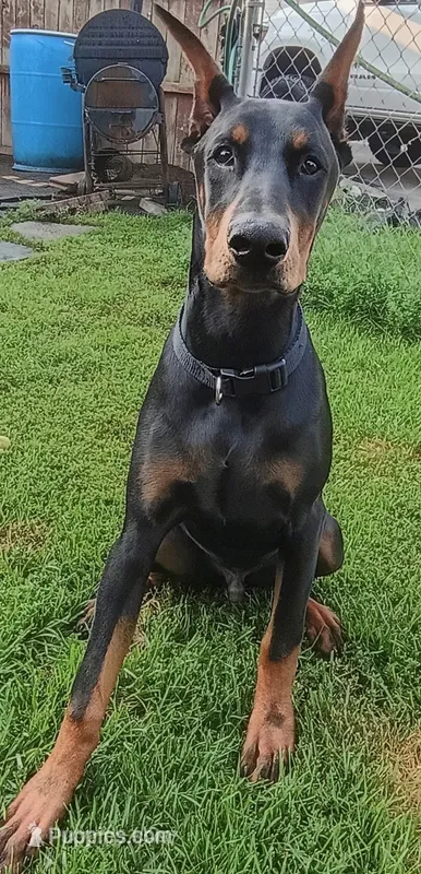 Buddy – Doberman Pinscher puppy for sale in Manitowoc, WI