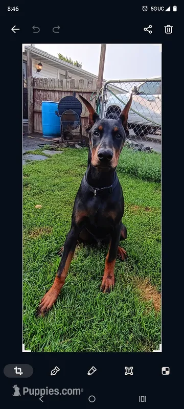 Buddy – Doberman Pinscher puppy for sale in Manitowoc, WI