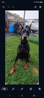 Buddy, a male Doberman Pinscher for sale in Manitowoc, WI – 1 of 2