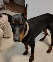 Buddy, a male Doberman Pinscher for sale in Manitowoc, WI – 2 of 2