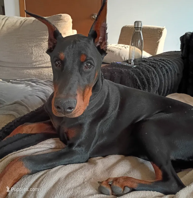 Buddy – Doberman Pinscher puppy for sale in Manitowoc, WI