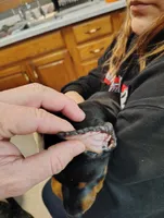 Buddy  #2 , a male Doberman Pinscher for sale in Manitowoc, WI – Photo 2 of 5