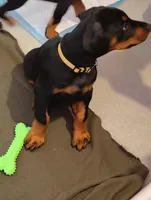Number 2 , a male Doberman Pinscher for sale in Manitowoc, WI – Photo 2 of 2