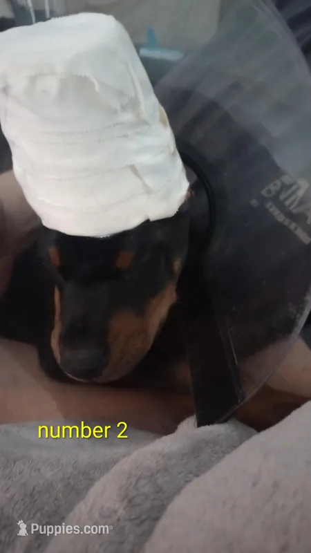 Number 2  – Doberman Pinscher puppy for sale in Manitowoc, WI