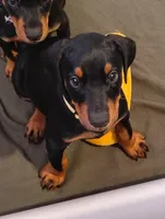 Number 2 , a male Doberman Pinscher for sale in Manitowoc, WI – Photo 1 of 2
