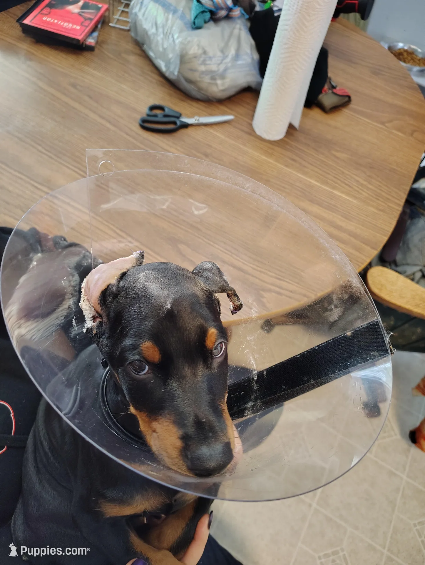 Buddy  #2  – Doberman Pinscher puppy for sale in Manitowoc, WI