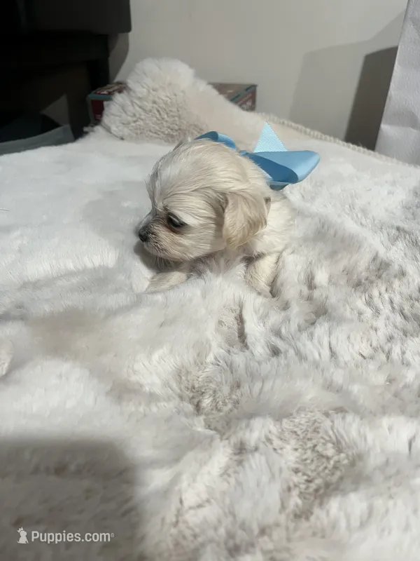 Tommy, a male Maltipoo for sale in Los Angeles, CA – Photo 1 of 1