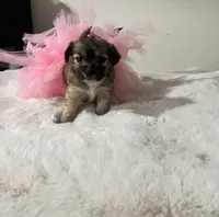 Tootsie, a female Maltipoo for sale in Los Angeles, CA – Photo 4 of 6