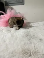 Tootsie, a female Maltipoo for sale in Los Angeles, CA – Photo 6 of 6