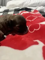 Tootsie, a female Maltipoo for sale in Los Angeles, CA – Photo 5 of 6