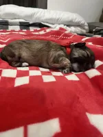 Tootsie, a female Maltipoo for sale in Los Angeles, CA – Photo 3 of 6