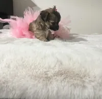 Tootsie, a female Maltipoo for sale in Los Angeles, CA – Photo 1 of 6