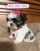 Princess , a female Shih Tzu for sale in Phoenix, AZ – 1 of 1