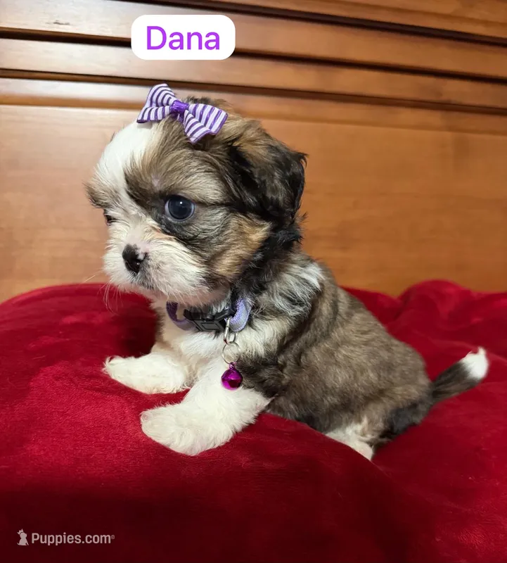 Lila – Mal Shi puppy for sale in Phoenix, AZ