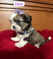 Lila, a female Mal Shi for sale in Phoenix, AZ – 1 of 1