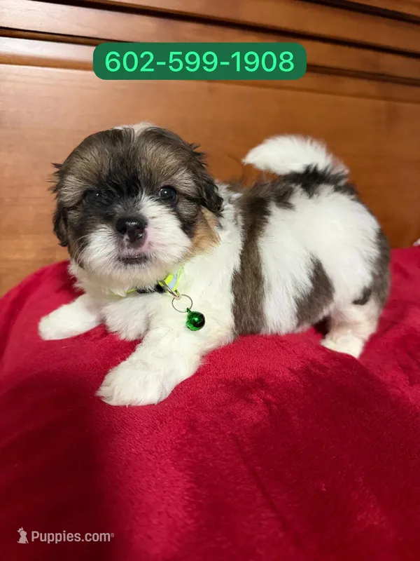 Jimmy – Shihpoo puppy for sale in Phoenix, AZ