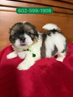 Jimmy, a male Shihpoo for sale in Phoenix, AZ – 1 of 2