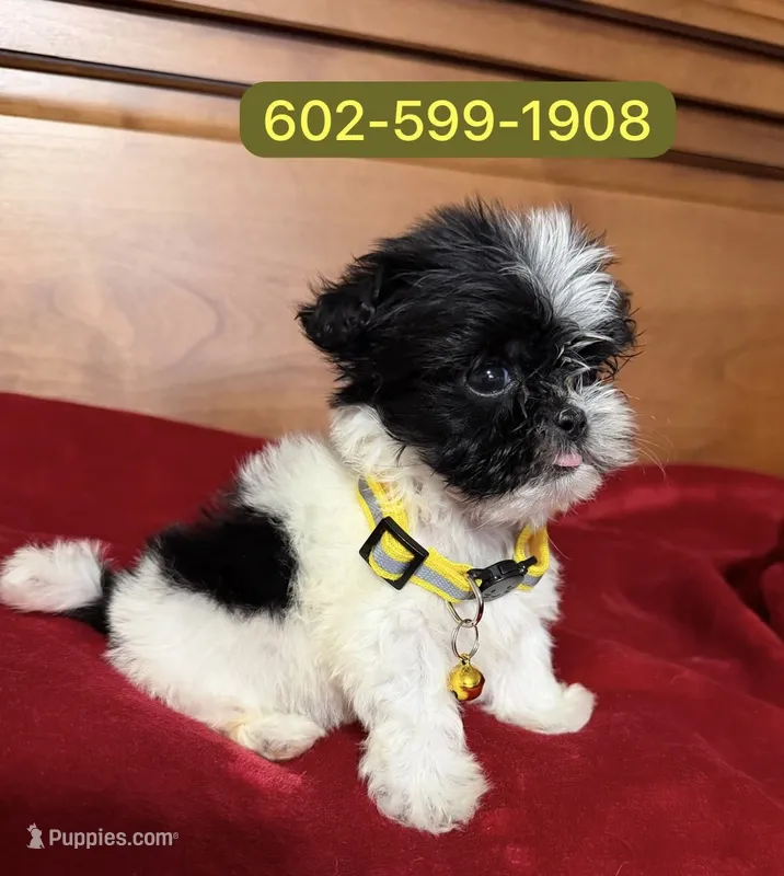 Bruno – Shih Tzu puppy for sale in Phoenix, AZ