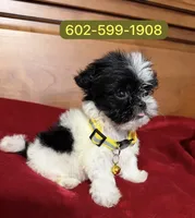 Bruno, a male Shih Tzu for sale in Phoenix, AZ – 1 of 1