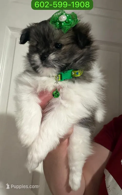 Lila, a female Mal Shi for sale in Phoenix, AZ – 1 of 1
