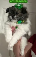 Lila, a female Mal Shi for sale in Phoenix, AZ – 1 of 1