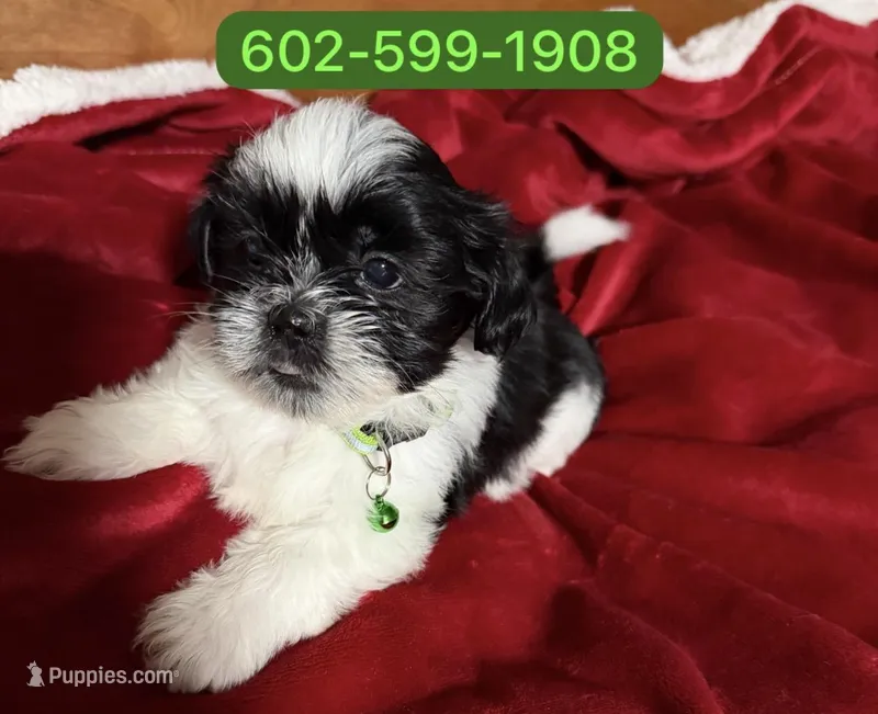 Oreo – Shihpoo puppy for sale in Phoenix, AZ